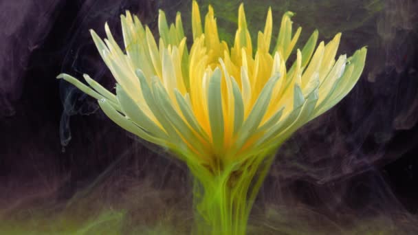 Flor de crisântemo branca viva em correntes de tinta solúvel em água. — Vídeo de Stock