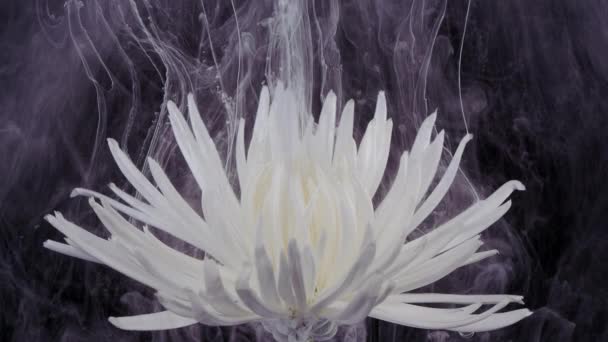 Żywy biały kwiat chryzantemy w strumieniach farby rozpuszczalnej w wodzie. — Wideo stockowe