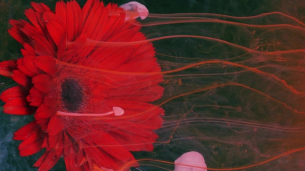 Vörös gerbera élő virága vízben oldódó festékpatakokban. — Stock videók