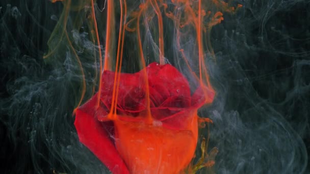 Flor viva de rosa roja en corrientes de pintura soluble en agua. — Vídeos de Stock