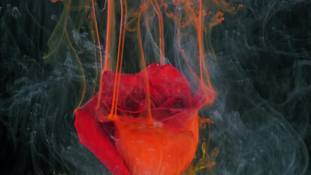 Fleur vivante de rose rouge dans les ruisseaux de peinture hydrosoluble. — Video