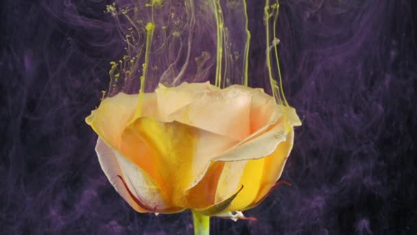 Fleur vivante de rose crème dans les ruisseaux de peinture soluble dans l'eau. — Video
