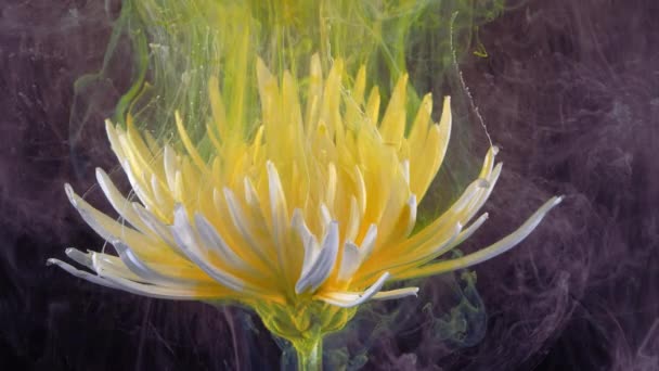 Living white chrysanthemum flower in streams of water-soluble paint. — Stock Video