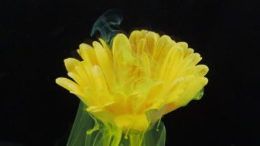 Sarı Gerbera 'nın yaşayan çiçeği suda çözünen boya derelerinde.