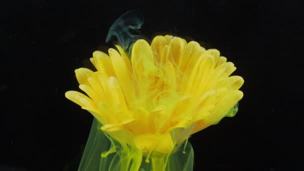 Flor viva de gerbera amarela em correntes de tinta solúvel em água. — Vídeo de Stock