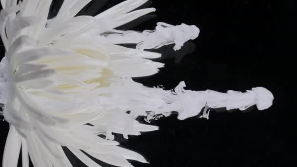 살아 있는 하얀 국화꽃은 수용성 페인트의 개울에 있다. — 비디오