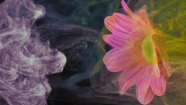 Levende paarse chrysant bloem in stromen van in water oplosbare verf. — Stockvideo