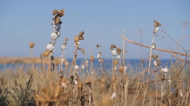 Salyangozlar Kuru Çimenlere Yapışmış Deadwood Mavi Gökyüzü Denizin Arka Planında — Stok video