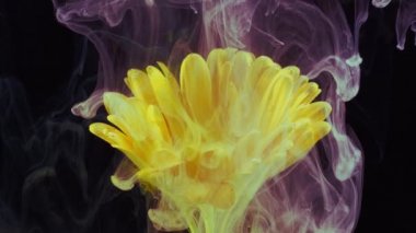 Sarı Gerbera 'nın yaşayan çiçeği suda çözünen boya derelerinde.
