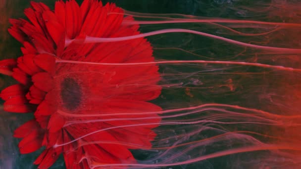 Ζωντανό λουλούδι κόκκινης ζέρμπερας σε ρυάκια υδατοδιαλυτής μπογιάς. — Αρχείο Βίντεο