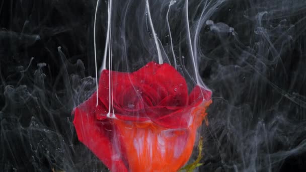 Żywy kwiat czerwonej róży w strumieniach farby rozpuszczalnej w wodzie. — Wideo stockowe