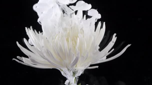 Living white chrysanthemum flower in streams of water-soluble paint. — Stock Video
