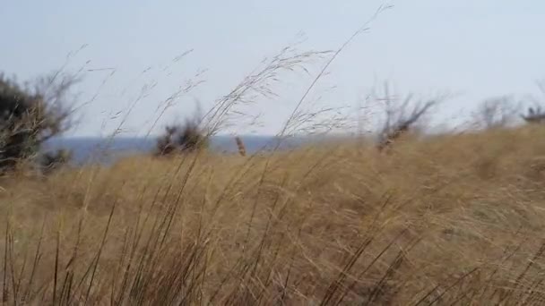 Gele steppe gras zwaait in de wind tegen de achtergrond van de zee. — Stockvideo