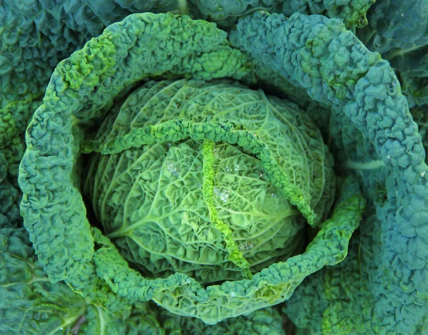 Cabbage grows — Stock Photo, Image