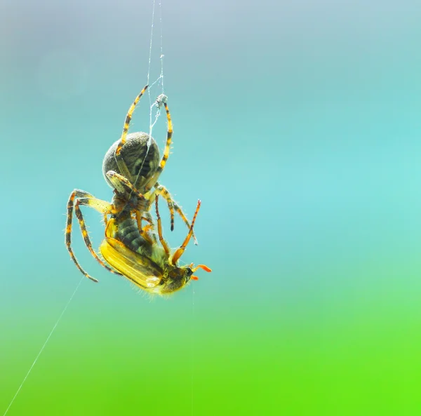 Araña —  Fotos de Stock