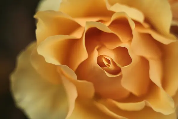 Cream rose — Stock Photo, Image