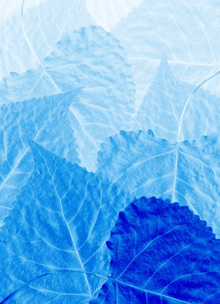 Leaves blue Royalty Free Stock Images
