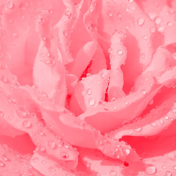 Rose background — Fotografie, imagine de stoc