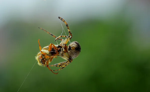 Araña captura presa —  Fotos de Stock