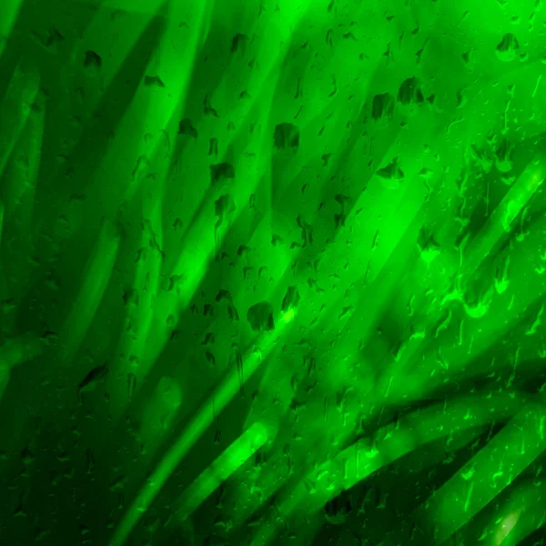Fond vert humide avec de l'herbe, dans l'herbe — Photo