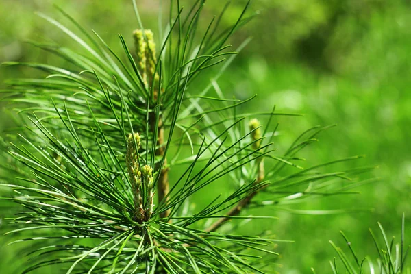 Branches of fir background — Stock Photo, Image