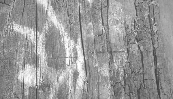 纹理树木 — 图库照片