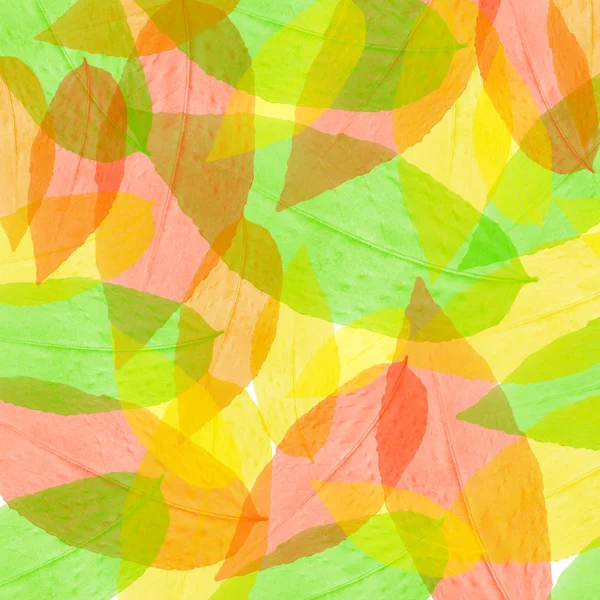 Otoño hoja caída hojas de color —  Fotos de Stock