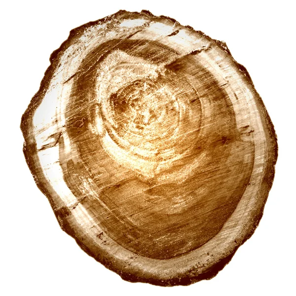 Cut tree — Stock Photo, Image