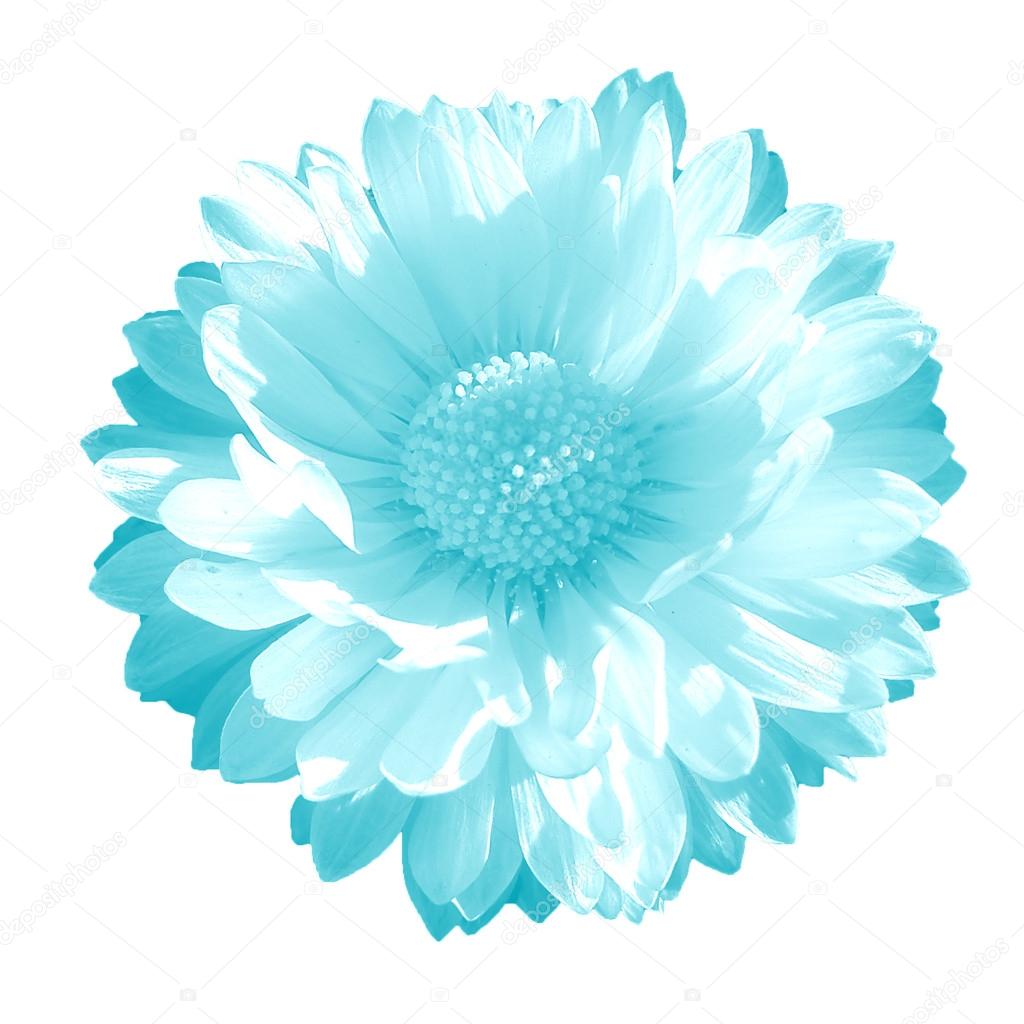 Clear blue flower on a white background
