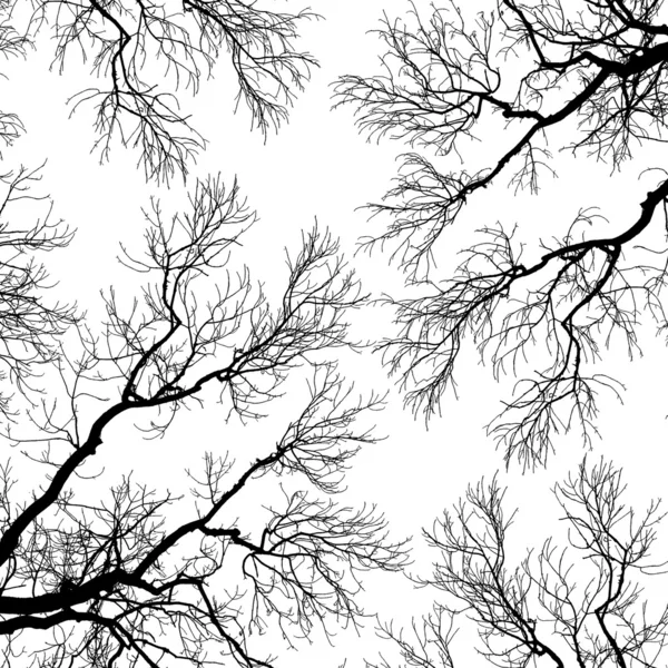 树枝的剪影 — 图库照片