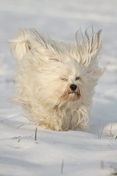 Segelohren mit Hund — Foto Stock