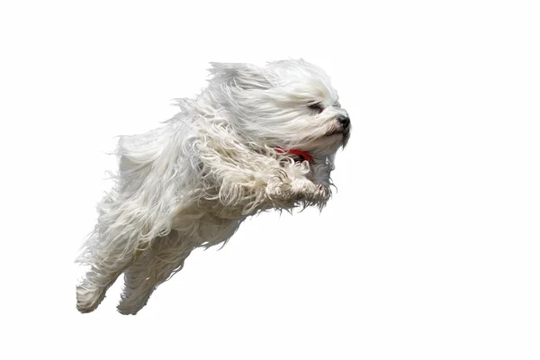 Flying dog — Stock Photo, Image