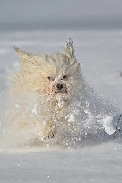 Hund spielt im Schnee — Stockfoto