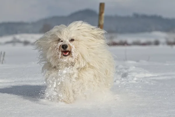 Gladare hund — Stockfoto