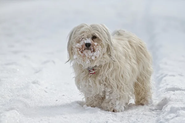 Cane nella neve — Foto Stock