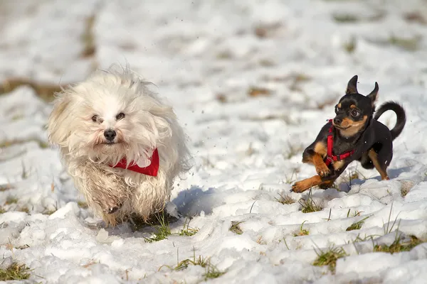 Time to Play — Stock Photo, Image