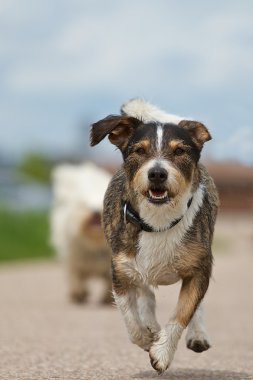 karışık cins köpek çalışıyor