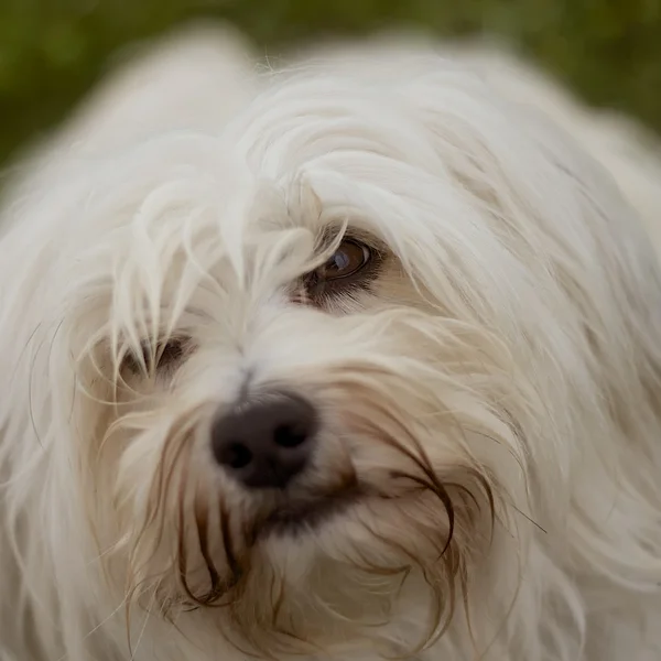Pies łagodny wygląd — Zdjęcie stockowe