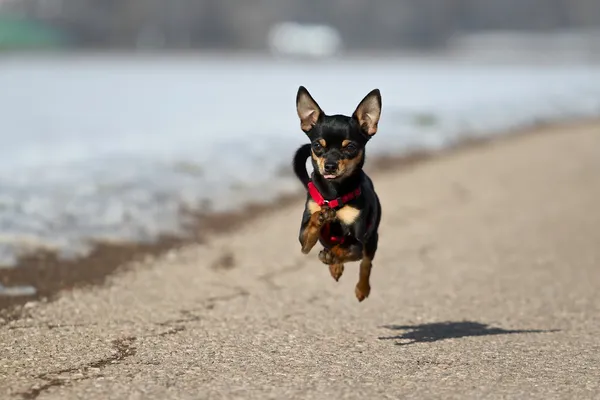 Pinscher miniaturowy Obrazy Stockowe bez tantiem