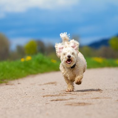 hızlı çalışan köpek