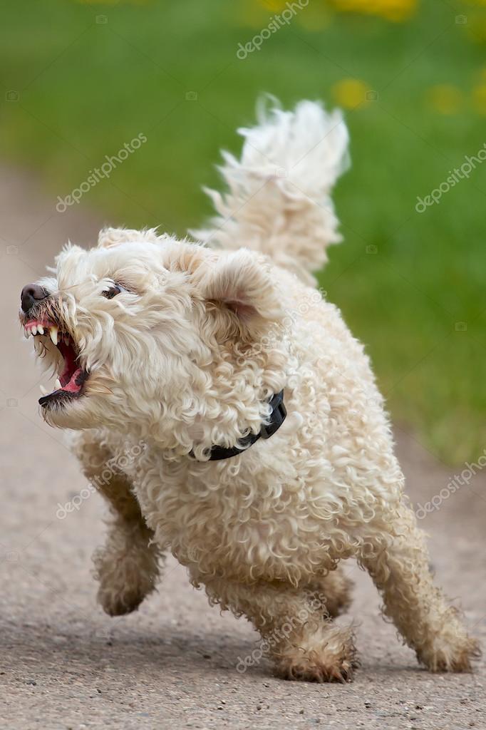 Small dog shows his teeth — Stock Photo © buchsammy 27157887