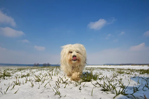 Pies w zimowym krajobrazie — Zdjęcie stockowe