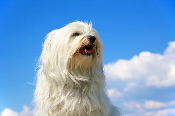 Gururlu Köpek — Stok fotoğraf