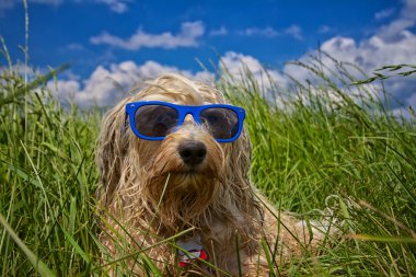 tatil köpek
