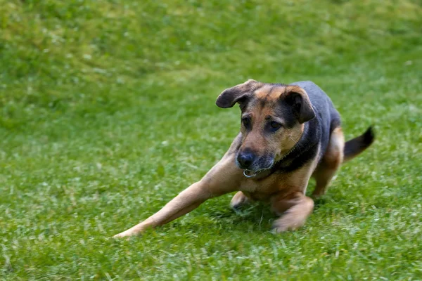 Hund beim Spielen — Stockfoto