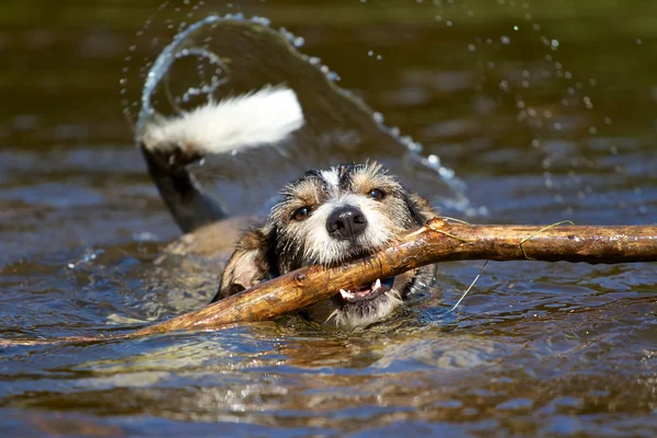 Chien avec un bâton dans l'eau — Photo