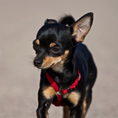 Minyatür pinscher.