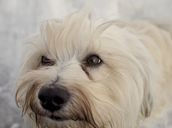 Honden ogen — Stockfoto