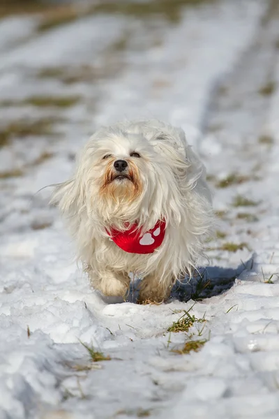 Hund med halsduk — Stockfoto