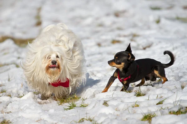 Playing dogs — Stock Photo, Image